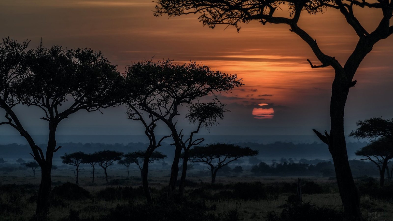 Acacia trees silhouetted against an African sunset, with the sun low over the plain.