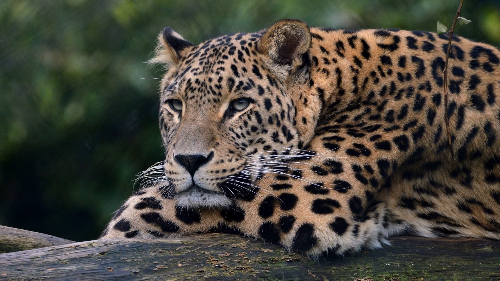 Leopard resting on a fallen log in front of green bush.
