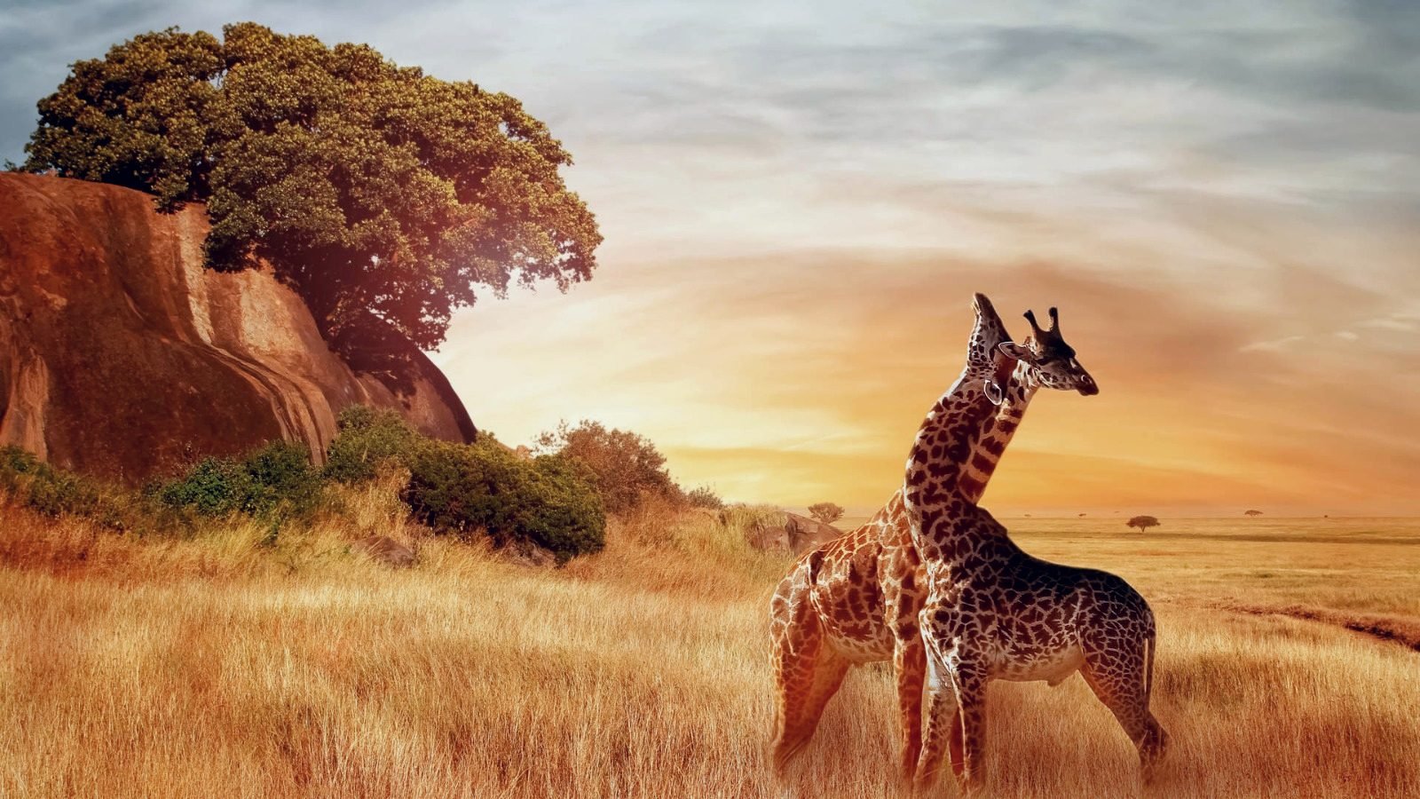 Two giraffes standing in golden grassland at sunset, beside a rocky outcrop with a large tree.