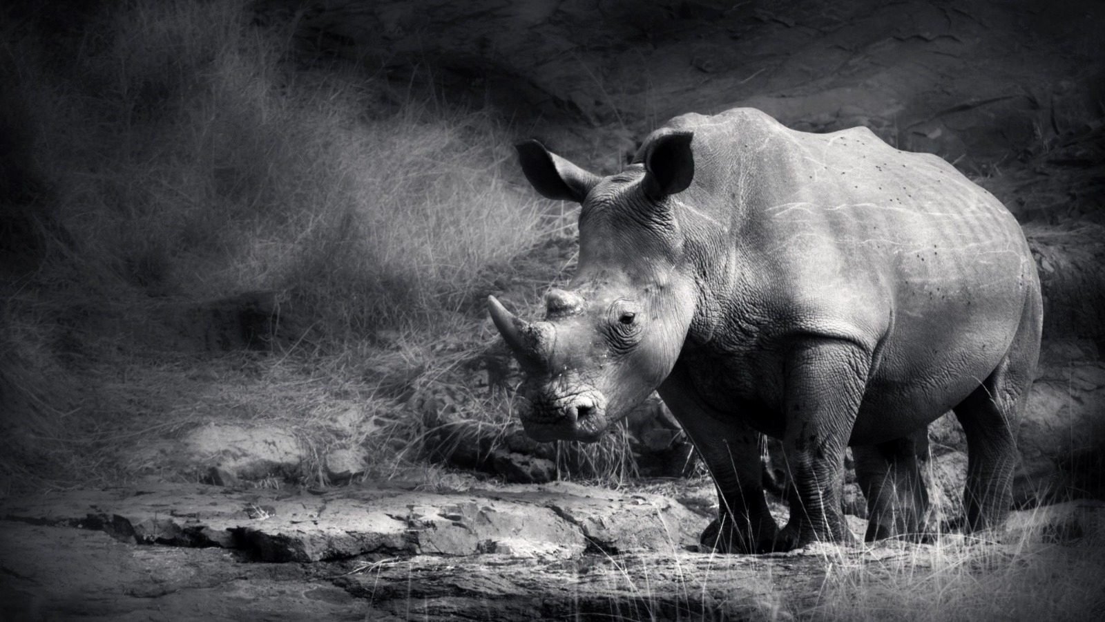White rhinoceros standing on rocky ground beside dry grass, in black and white.