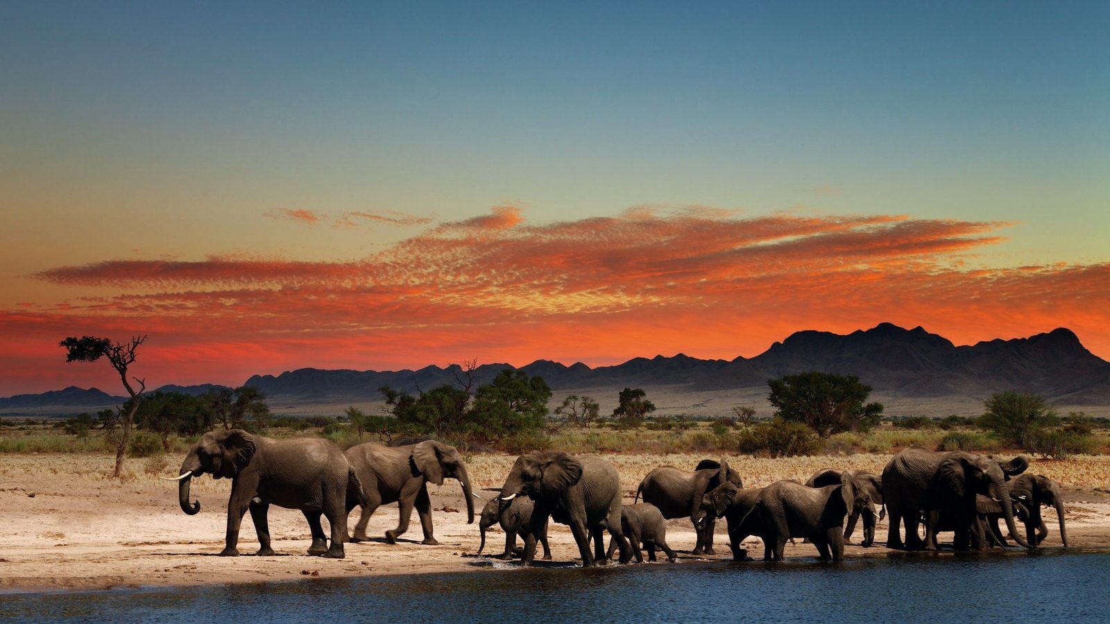Elephant herd gathered beside water beneath an African sunset.