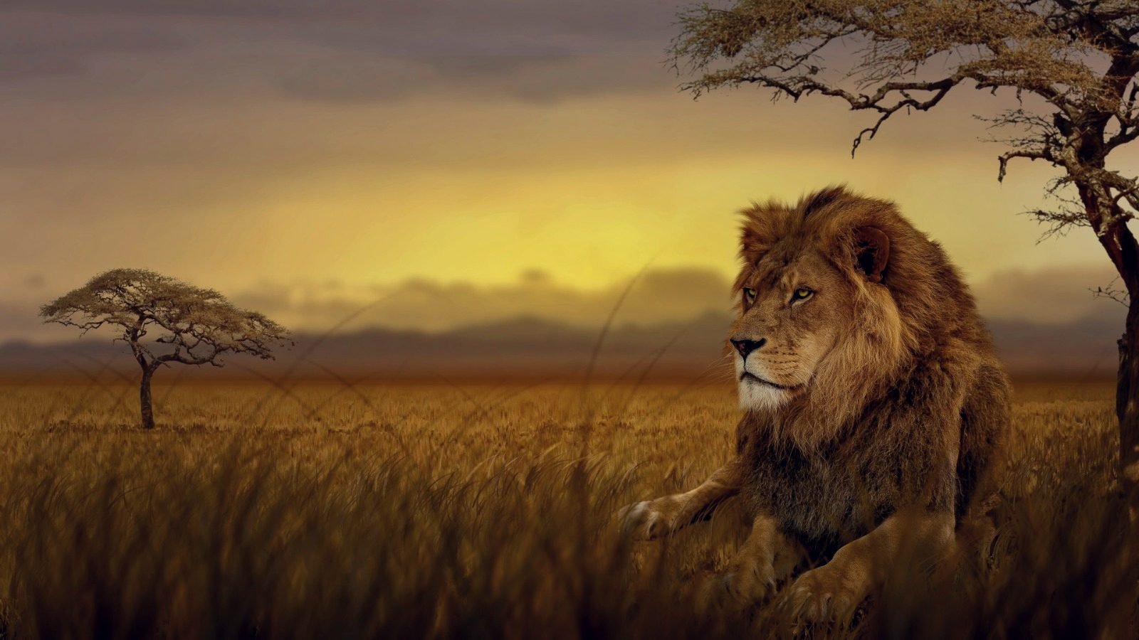 Male lion resting in African grassland at sunset.