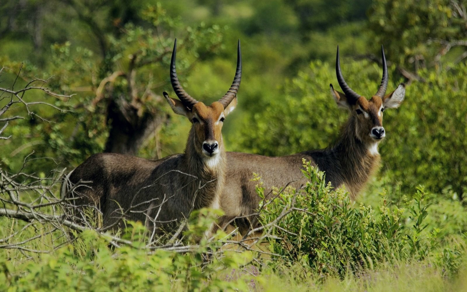 Two waterbuck standing among green bush.