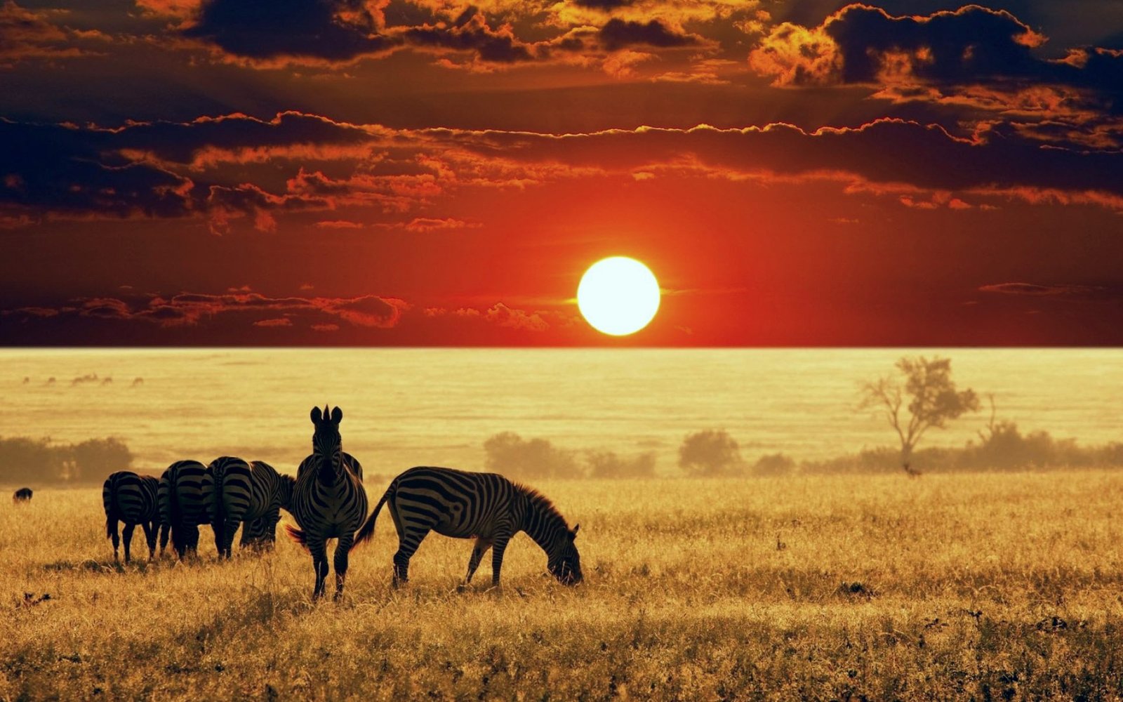 Zebras grazing in golden grassland beneath a low sun.