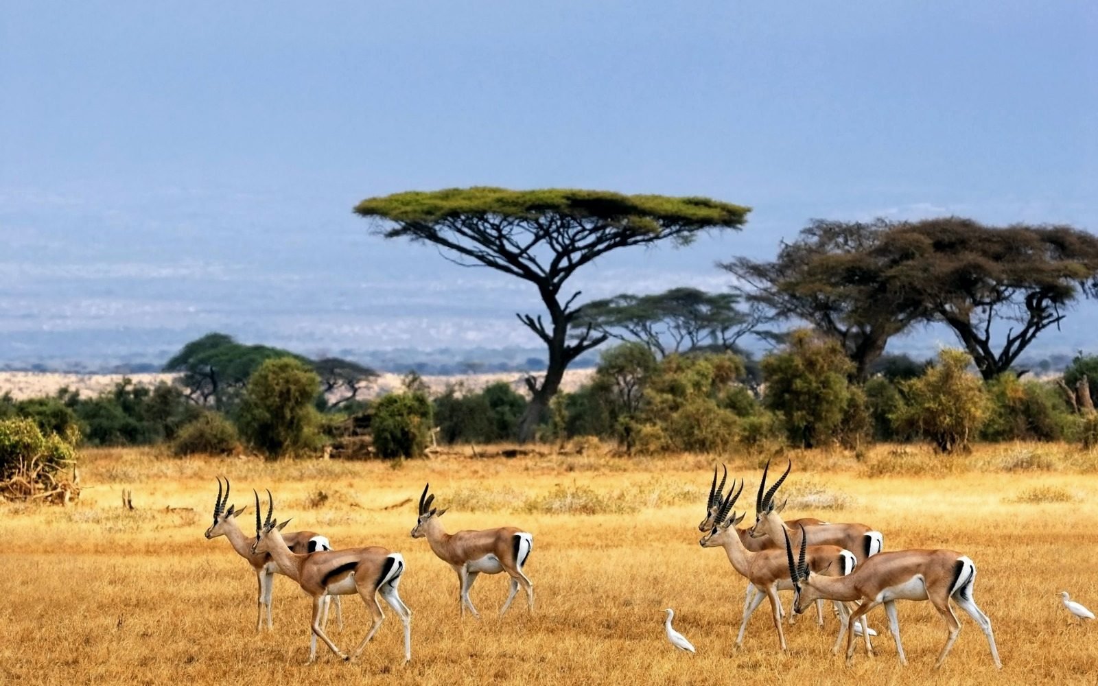 Gazelles walking through golden grassland beneath acacia trees, with egrets among them.
