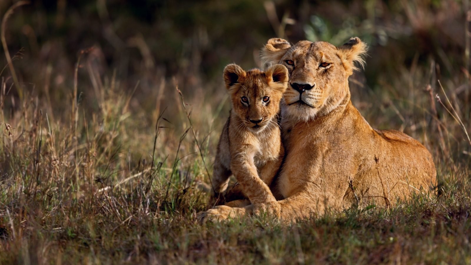 Lioness lying beside a lion cub in African grassland.